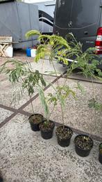 Albizia/slaapbomen jonge bomen rond de meter 9,95, Vaste plant, Halfschaduw, Zomer, Ophalen