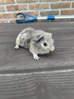 Agouti cavias /skinny dragers, Cavia, Juli, Vrouwelijk, Tam