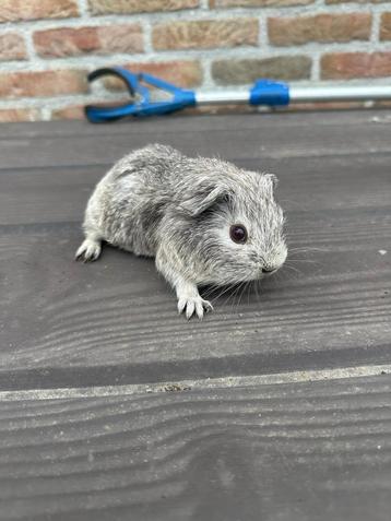 Agouti cavias /skinny dragers beschikbaar voor biedingen