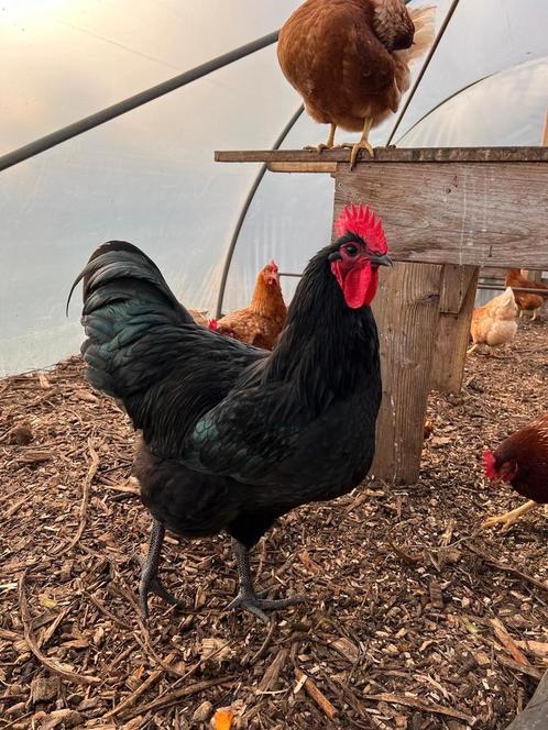 Australorp haan, Dieren en Toebehoren, Pluimvee, Kip, Mannelijk