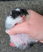 Nestje Syrische-goudhamsters, Dieren en Toebehoren, Knaagdieren, Hamster, Meerdere dieren, Tam, Oktober