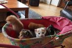 Lieve kittens en poesjes, Dieren en Toebehoren, Katten en Kittens | Overige Katten, Meerdere dieren, 0 tot 2 jaar