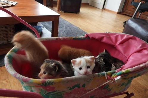 Lieve kittens en poesjes, Dieren en Toebehoren, Katten en Kittens | Overige Katten, Meerdere dieren, 0 tot 2 jaar