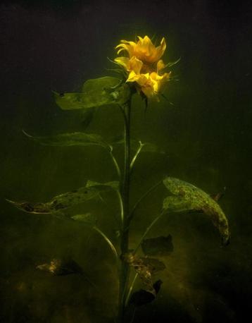 Elspeth Diederix, Het Parool, Zonnebloem beschikbaar voor biedingen