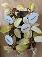 Monstera tai & Philodendron snowdrift, Ophalen of Verzenden, Halfschaduw, Minder dan 100 cm