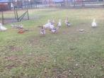 Ganzen, Dieren en Toebehoren, Meerdere dieren, Gans of Zwaan