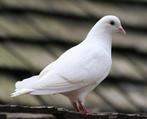 Vermist 2 jonge witte postduiven, Dieren en Toebehoren