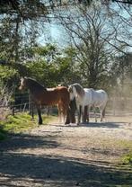 Paddock paradise aan het bos, Dieren en Toebehoren, Stalling en Weidegang, Weidegang, 1 paard of pony