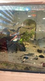 Gezonde guppen 50 cent per stuk, Dieren en Toebehoren, Vissen | Aquariumvissen, Vis