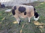 Te koop mooie grote bonte dekbok., Dieren en Toebehoren, Schapen, Geiten en Varkens, Mannelijk, Schaap, 3 tot 5 jaar