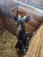 Mooi zwart dwerggeiten bokje, Dieren en Toebehoren, Schapen, Geiten en Varkens, Mannelijk, Geit, 0 tot 2 jaar