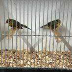 Koppel Japanse nachtegalen 2025 onverwant en correct geringd, Dieren en Toebehoren, Meerdere dieren, Tropenvogel, Geringd