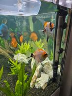 BEWEZEN KOI MAANVISSEN KOPPEL, Vis, Zoetwatervis