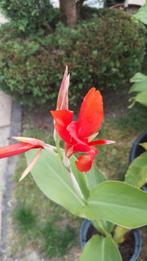 Rode Canna, Tuin en Terras, Planten | Tuinplanten, Vaste plant, Halfschaduw, Zomer, Ophalen