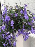 Streptocarpus planten in bloei, foto 2, Ophalen, Halfschaduw, Minder dan 100 cm