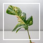 Monstera aurea variegata 1 🌱, Huis en Inrichting, Kamerplanten, Overige soorten, Minder dan 100 cm, Ophalen of Verzenden, Halfschaduw