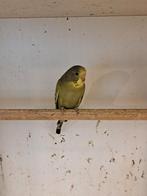 Grasparkieten, 2 mannen, Dieren en Toebehoren, Mannelijk, Parkiet, Geringd