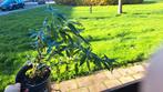 Vlinderstruik - Buddleja davidii, Tuin en Terras, Planten | Tuinplanten, Overige soorten, Volle zon, Vaste plant, Ophalen of Verzenden