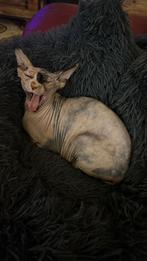 Sphynx, Dieren en Toebehoren, Katten en Kittens | Raskatten | Korthaar, Meerdere dieren, Gechipt, 3 tot 5 jaar
