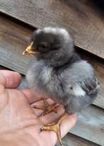 Kuikens te koop, Dieren en Toebehoren, Pluimvee, Geslacht onbekend, Kip