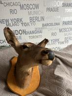 Opgezette hertenkop, Ophalen of Verzenden, Gebruikt