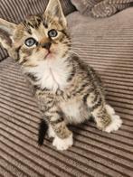 prachtige kitten, Poes