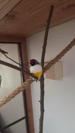 Man gouldamadine roodkop, Dieren en Toebehoren, Mannelijk, Tropenvogel