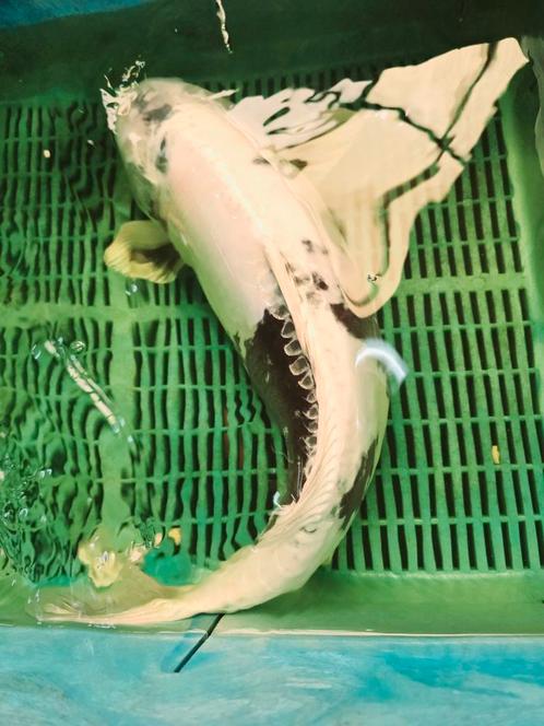 Jumbo Koi Doitsu Shiro Utsuri, Dieren en Toebehoren, Vissen | Vijvervissen, Karper of Koi