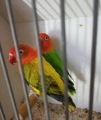Bod gevraagd voor alles, Dieren en Toebehoren, Vogels | Parkieten en Papegaaien, Meerdere dieren, Dwergpapegaai of Agapornis