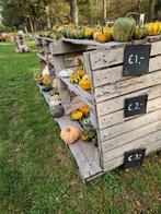 Pompoenen kalebassen eet sier halloween, Ophalen of Verzenden, Overige soorten, Volle zon