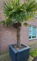 Grote palmboom winterhard, Tuin en Terras, Planten | Bomen, Zomer, Volle zon, Ophalen, Palmboom