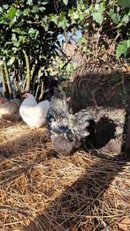 2 hanen, Dieren en Toebehoren, Pluimvee, Mannelijk, Kip