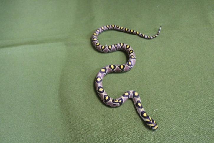 Euprepiophis mandarinus, Dieren en Toebehoren, Reptielen en Amfibieën, Slang, 0 tot 2 jaar