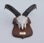 MOEFLON RAM op eikenhouten schild (ref. E - gewei - opgezet), Verzamelen, Dierenverzamelingen, Ophalen of Verzenden, Gebruikt