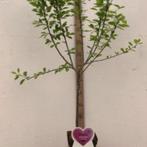 pruimenbomen in pot, Tuin en Terras, Planten | Fruitbomen, In pot, Ophalen of Verzenden, Pruimenboom, 100 tot 250 cm
