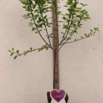 pruimenbomen in pot beschikbaar voor biedingen
