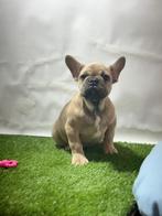 Franse bulldog pups, Dieren en Toebehoren, Honden | Bulldogs, Pinschers en Molossers, Rabiës (hondsdolheid), 15 weken tot 1 jaar