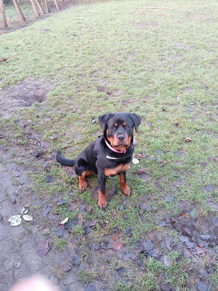 Hond, Dieren en Toebehoren, Honden | Bulldogs, Pinschers en Molossers, Teef, Rottweiler, Particulier, Eén hond, Nederland, 15 weken tot 1 jaar