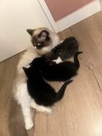 Kittens en mama!, Dieren en Toebehoren, Katten en Kittens | Raskatten | Korthaar, Meerdere dieren, Ontwormd