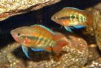 Herotilapia multispinosa - Regenboog Cichlide - Koidreams, Dieren en Toebehoren, Vis, Zoetwatervis