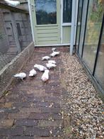 10 mooie sierduiven., Dieren en Toebehoren