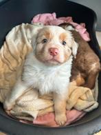 100% raszuivere Australian Shepherd pups - geboren op 17-01, Dieren en Toebehoren, Honden | Herdershonden en Veedrijvers, Parvo