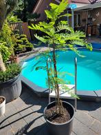 Albizia julibrissin slaapboom, Ophalen, Volle zon, Overige soorten