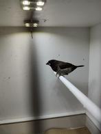 Japanse Meeuw (donker), Dieren en Toebehoren, Vogels | Overige Vogels, Mannelijk, Tropenvogel
