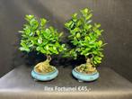 Japanse Bonsai buiten in diverse soorten en maten, Tuin en Terras, Planten | Bomen, In pot, Halfschaduw, Lente, Minder dan 100 cm