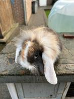Dwerg hangoor vosje, Dieren en Toebehoren, Konijnen, Vrouwelijk, Dwerg, Hangoor, 0 tot 2 jaar