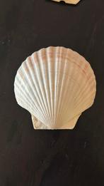 Sint jacobs schelpen groot formaat, Verzamelen, Mineralen en Fossielen, Ophalen of Verzenden, Schelp(en)