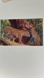 Luipaarden in de dierentuin., Ophalen of Verzenden, Ongelopen