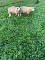 texelse dekram, texelaar dekrammen, Dieren en Toebehoren, Schapen, Geiten en Varkens, Mannelijk, Schaap, 0 tot 2 jaar