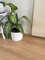 Kamerplant, Ophalen, Overige soorten, Minder dan 100 cm